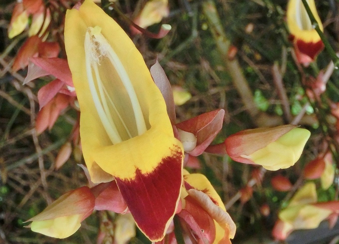 18ページ目の 京都府立植物園の花たち だい のひとりごと 楽天ブログ