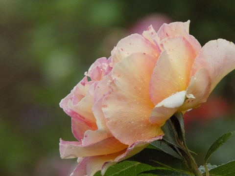 DSCN3832.JPG
