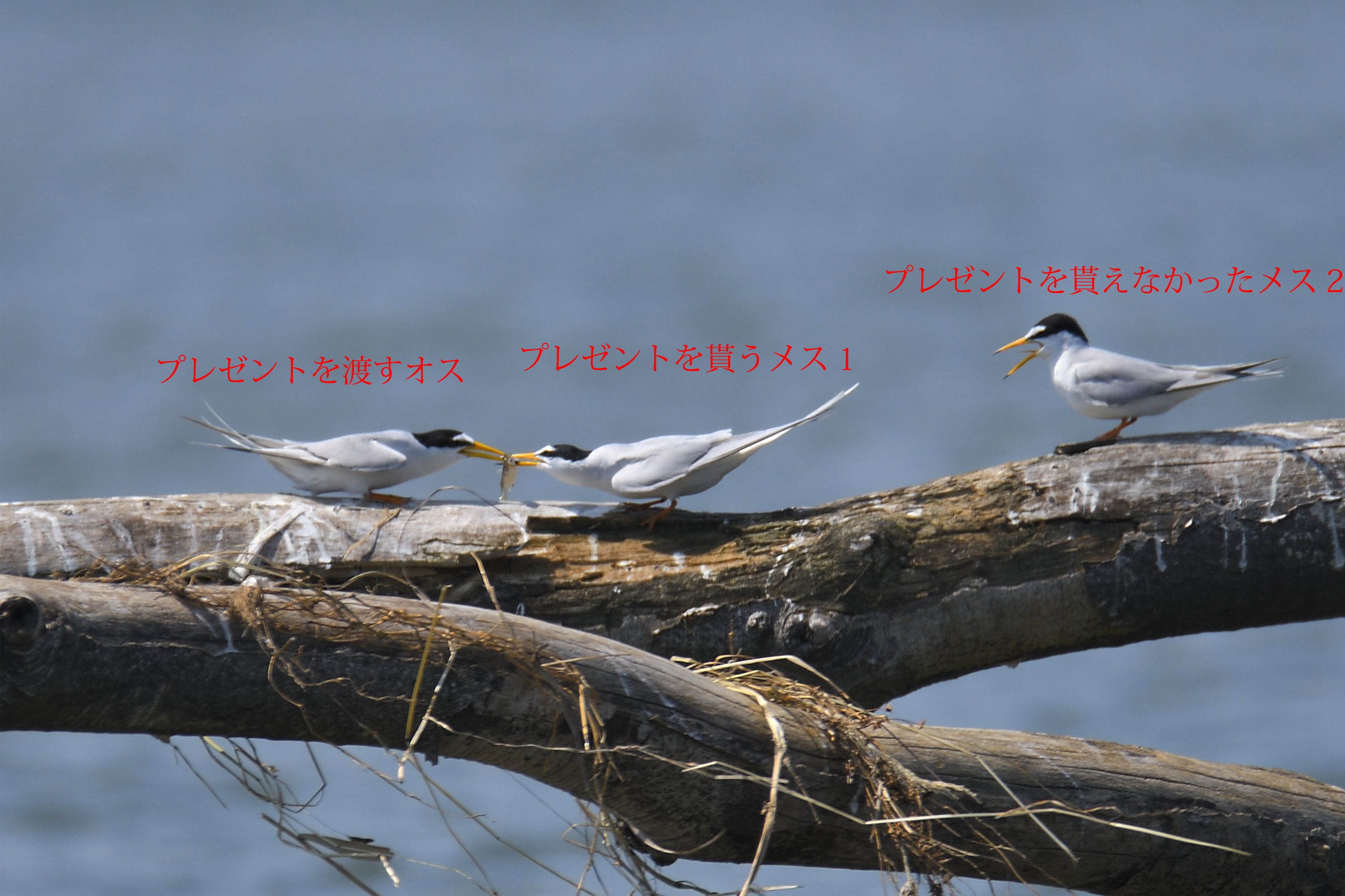 大阪河川敷の野鳥たち コアジサシ 編 野鳥との日常生活を綴る 楽天ブログ