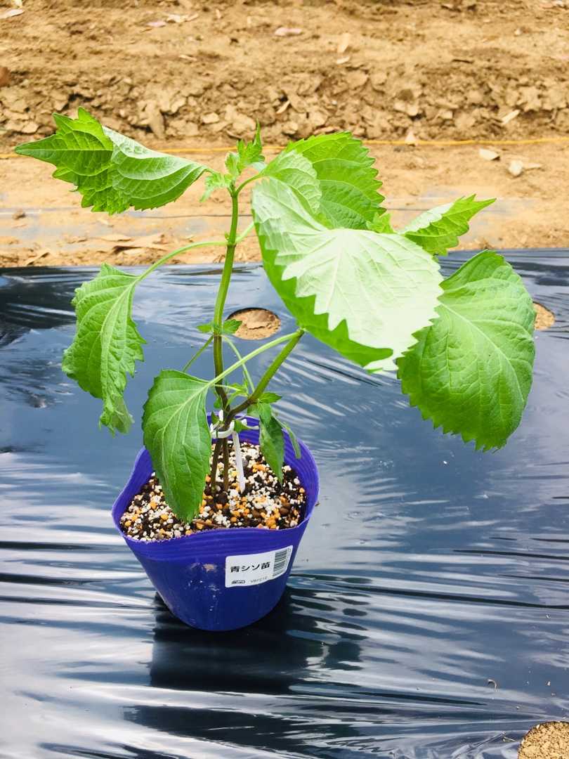 モロヘイヤ ツルムラサキ 青しそ苗の植え付け Futtutyの菜園ブログ 楽天ブログ