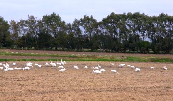 １０／２３白鳥の落ち穂拾い.jpg