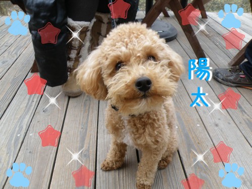 陽太.JPG