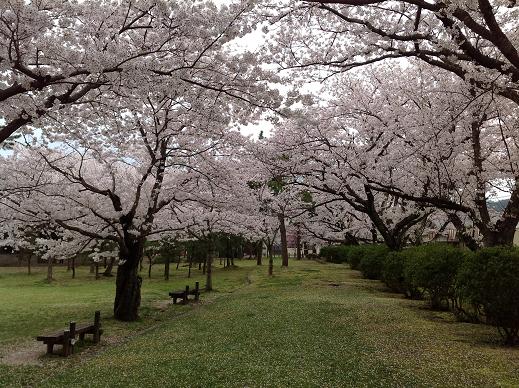 桜花爛漫