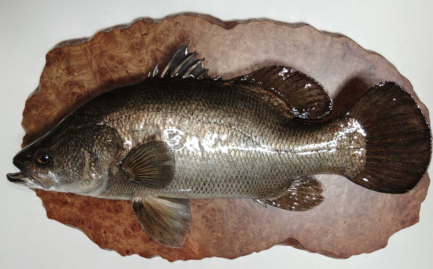 ナイルパーチ 魚類剥製専門 飛魚丸 かびちゃん！！ 楽天ブログ