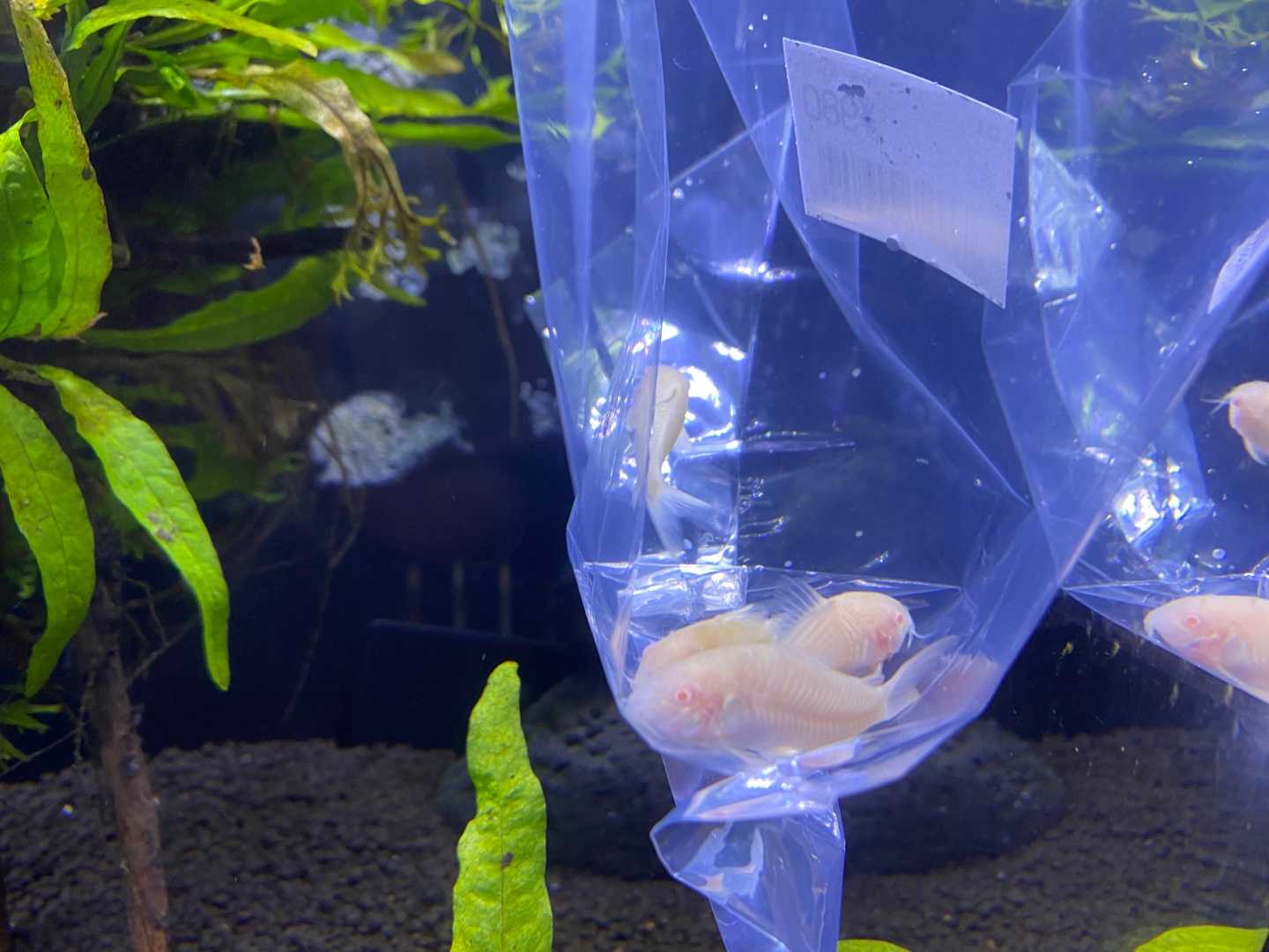 エンゼル水槽02 輝く白い恋の始まりは ありえないありえる水槽を作りたい ヲカマの日記 楽天ブログ