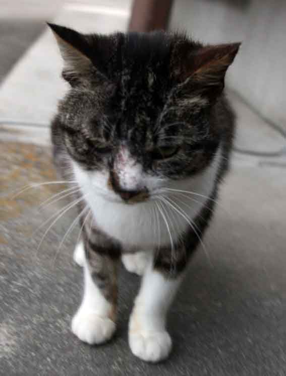 我が家のニャンコ♪2013/1/25-3