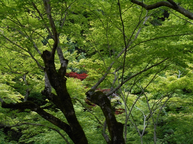019 (640x480).jpg