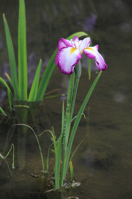 菖蒲園_009.jpg