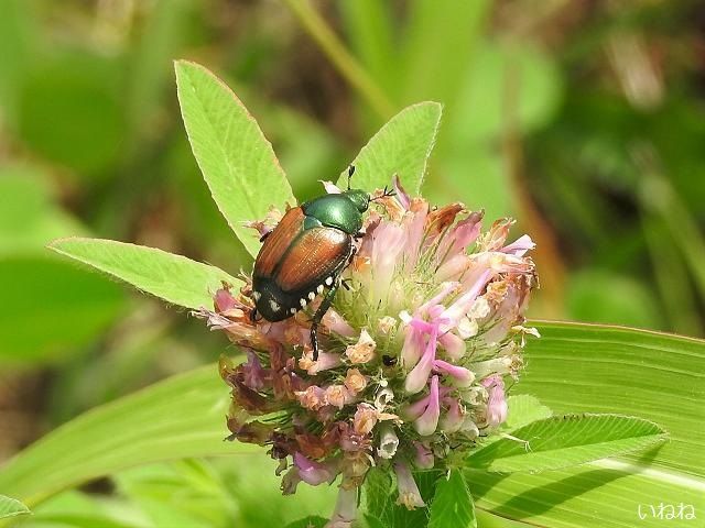 マメコガネ2019年6月25日