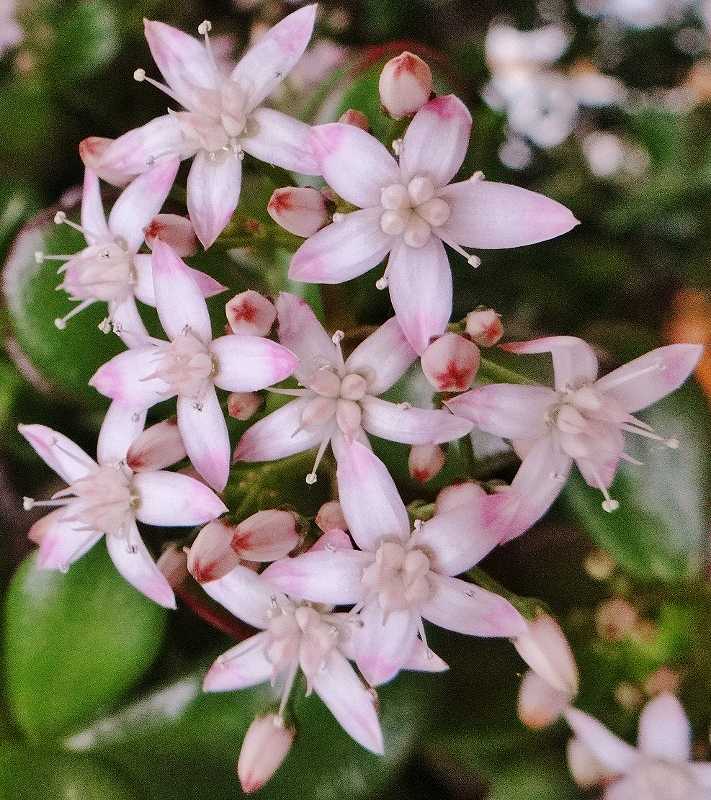 DSC00354 (711x800).jpg