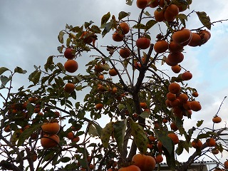P1260197ss.jpg