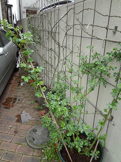 DSC00267.jpg