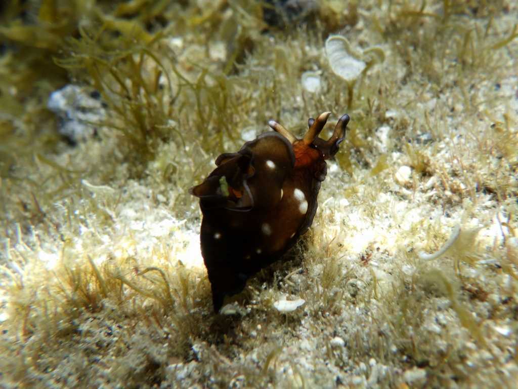 串本磯採集2023年8月上旬24　アプリシア・ニグロチンクタ（Aplysia nigrocincta）