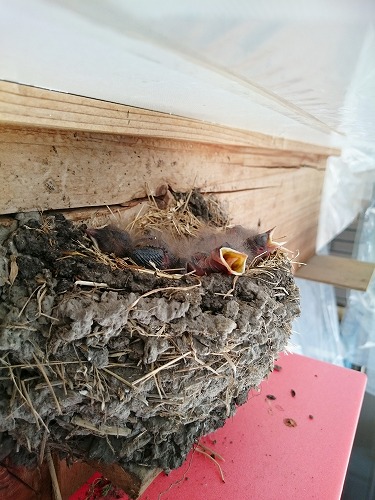 つばめのひな