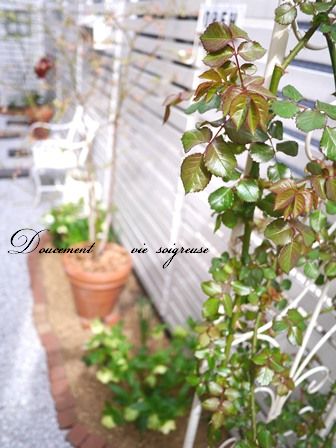 2016.3.31 バラ.JPG