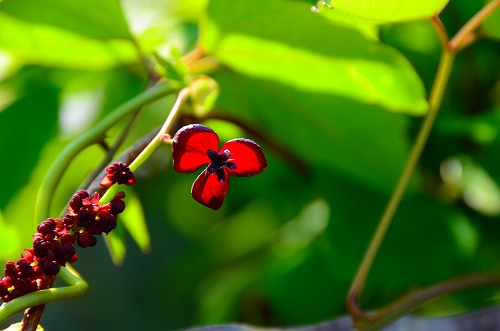 アケビの花