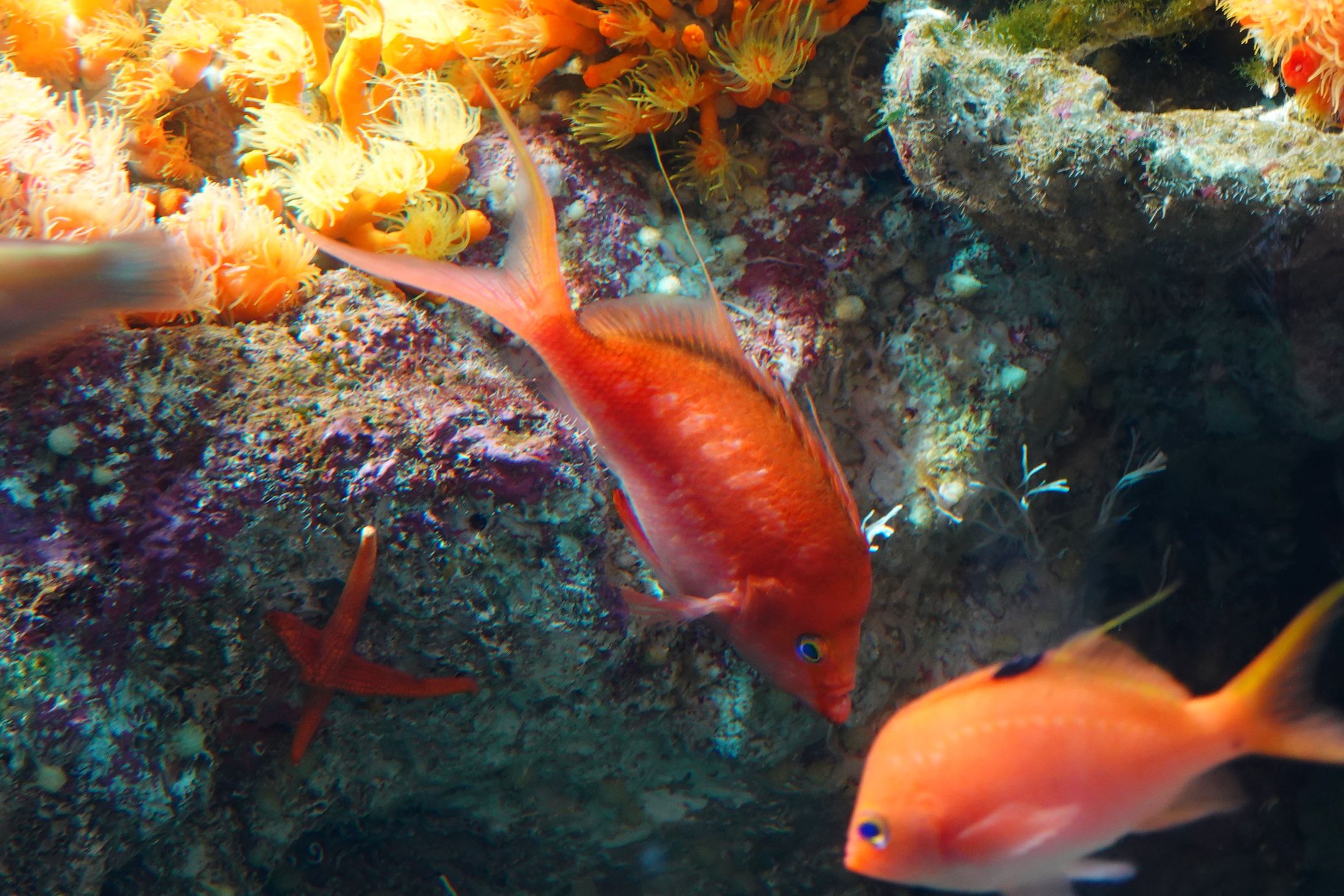 新江ノ島水族館 ② | アウトドア親爺の徒然日記 - 楽天ブログ
