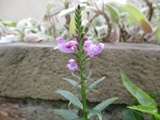 IMG_4654ss.jpg