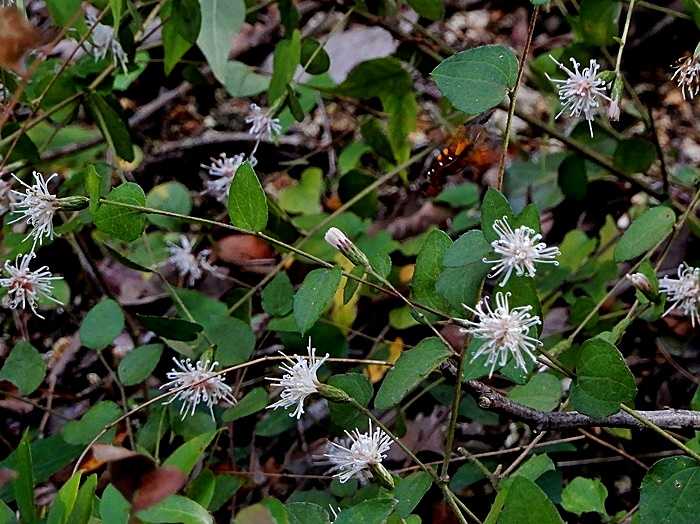 コウヤボウキ花1