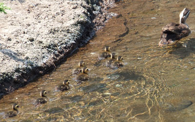 Spot-billed duck2