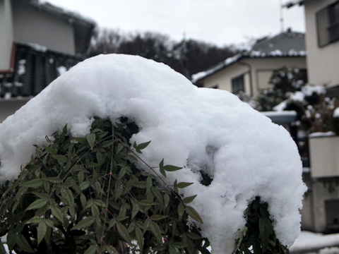 南天の雪