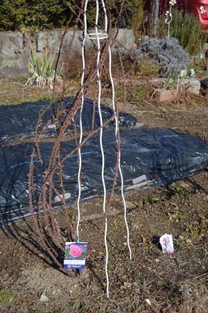 DSC_0096.JPG
