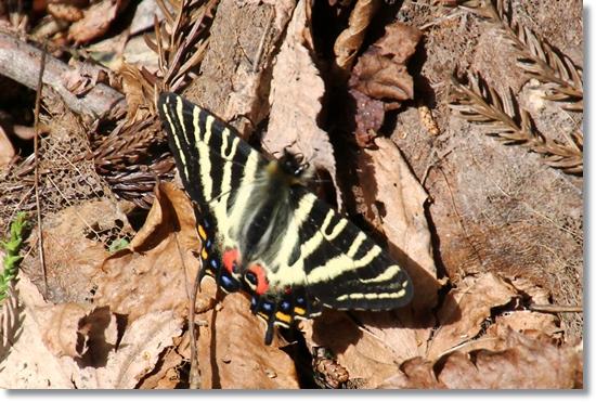 樹木公園・ギフチョウ-2 15.4.18