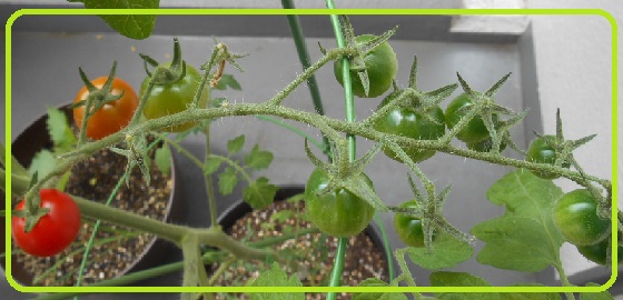 20160618tomato2.jpg