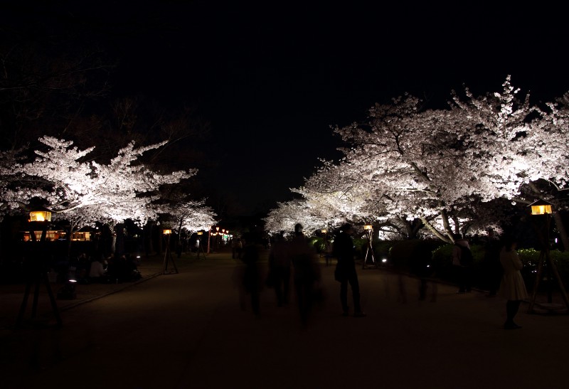 大阪城公園夜桜_1.jpg