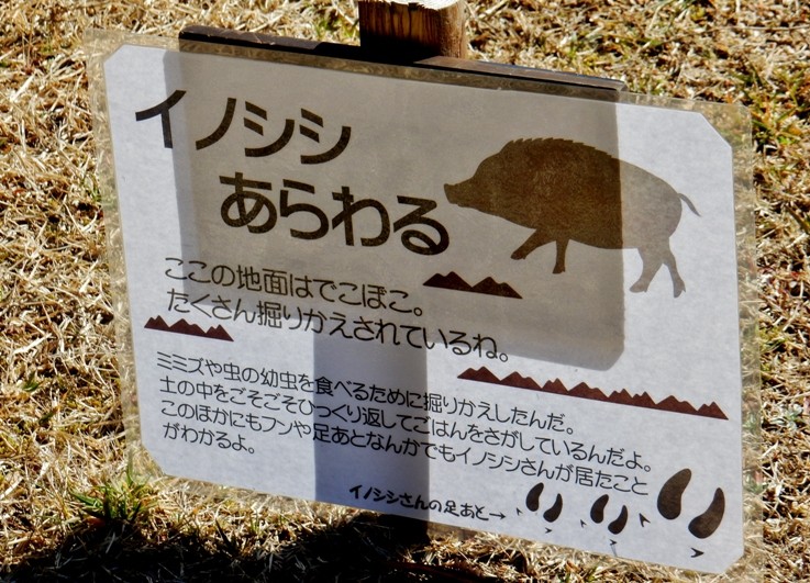 イノシシ立て札2.JPG