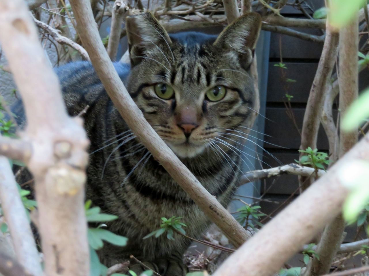 強風の中 猫たちは の巻 人さまのネコ 楽天ブログ