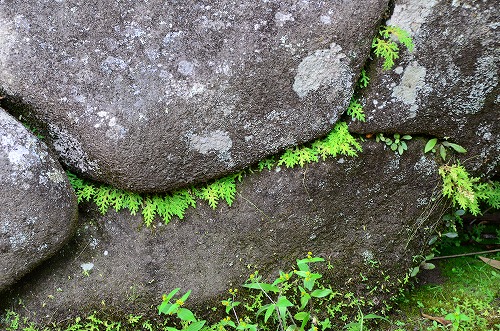 岩の隙間のシダ