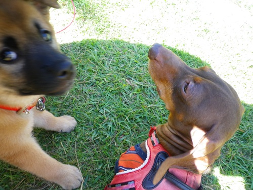 チョコたじたじ・・・
