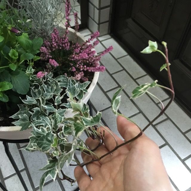 寄せ植え その後 花いっぱい咲かせたい 楽天ブログ