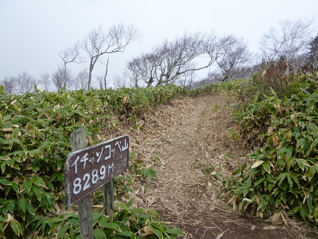 P1310689笹刈りが11：27.jpg