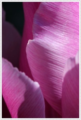 チューリップ-3 13.4.27