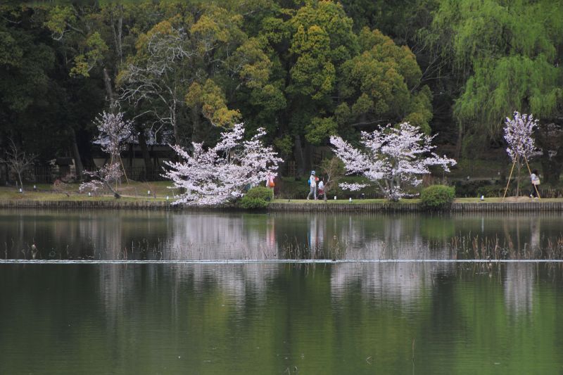 大沢池_006.jpg