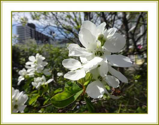 令和４年４月10日 利休梅千利休を偲びおり 花の歳時記 天南星の魅力 山野草 楽天ブログ