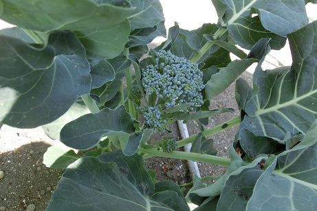 スティックブロッコリー