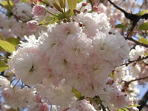 300px-Shiogamazakura.jpg