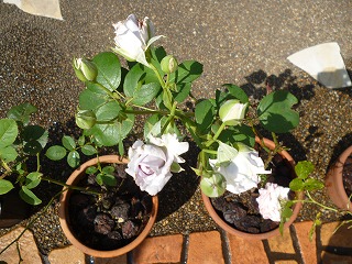 P1060392ss.jpg
