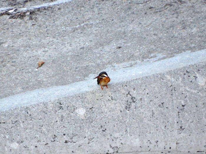 カワセミ3