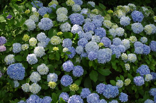 昭和記念公園の紫陽花