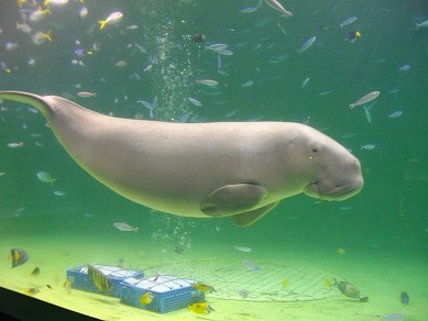 鳥羽水族館　ジュゴン