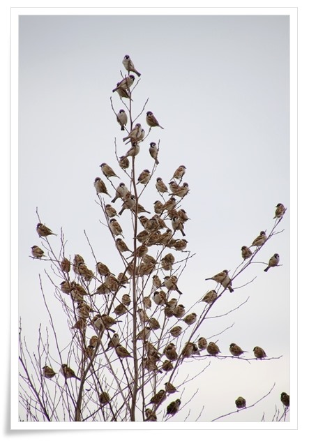 瑞樹団地-7 スズメ-7 16.1.9