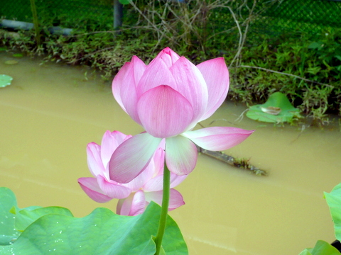 池から立ち上がる茎と花