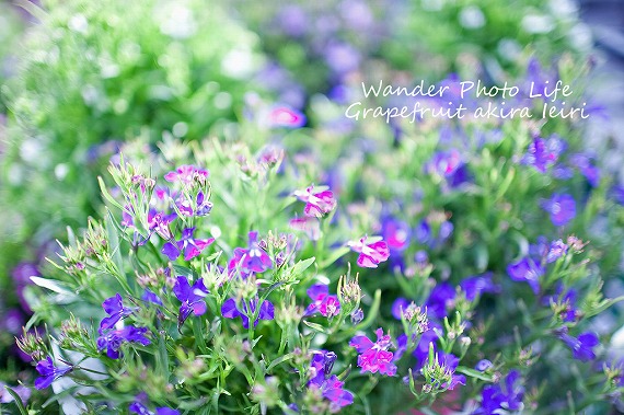 IMG_7367のコピー.jpg