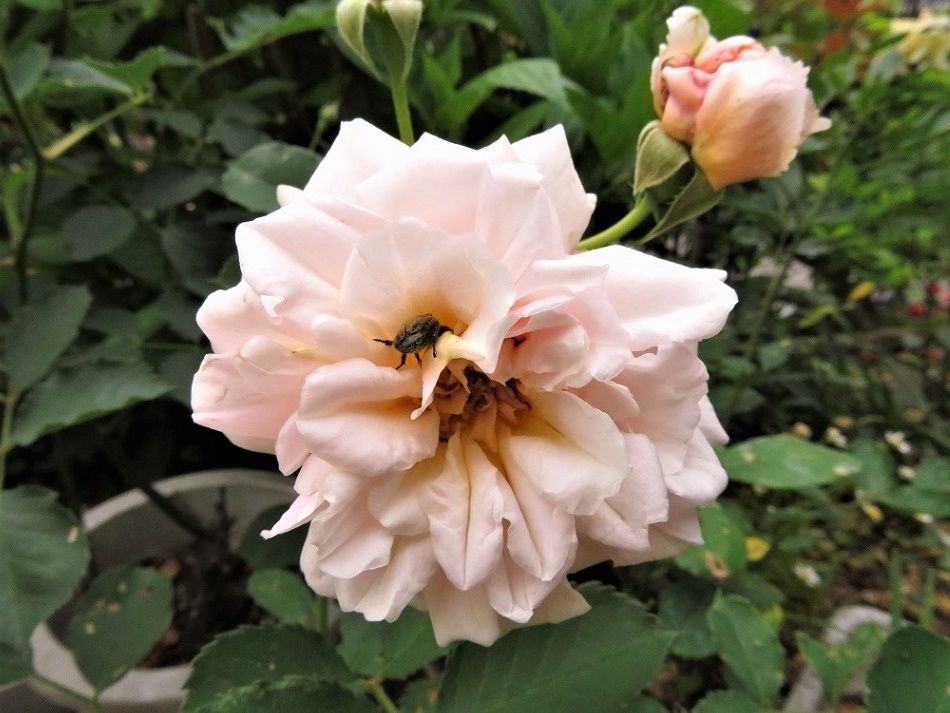 バラの花を食べる虫 ウスチャコガネ 庭にツマグロヒョウモン 大分金太郎の花鳥蝶月 楽天ブログ