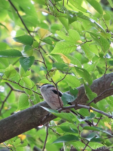 冬鳥これはだれ？1.JPG