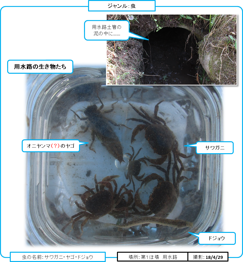 426 サワガニのいる畑 テントウムシダマシ通信 自然農法の世界 虫と雑草と野菜とともに 楽天ブログ